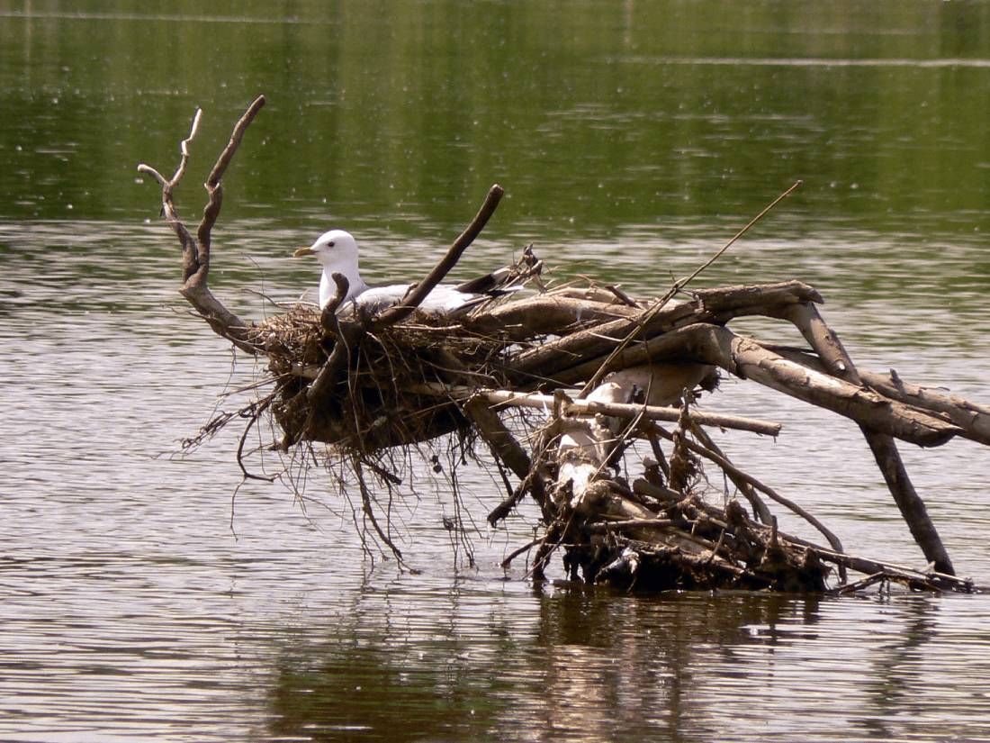 Mewa siwa wysiadująca jaja na gnieździe zlokalizowanym na konarze wystającym z rzeki