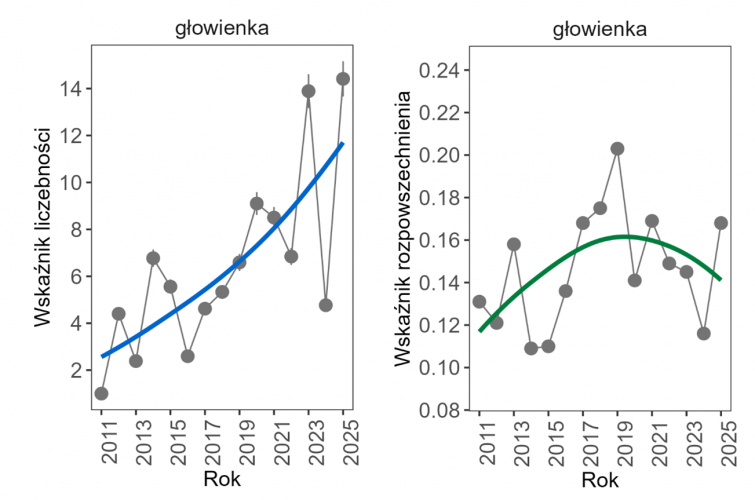 Wykresy przedstawiające zmiany wskaźnika liczebności (po lewej) i wskaźnika rozpowszechnienia (po prawej) zimujących populacji głowienki w Polsce w latach 2011–2025