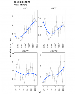 Obraz przedstawia linie wskaźnika liczebności gęsi białoczelnej na 4 wykresach, których trend jest: silnie rosnący dla liczenia jesiennego, nieoznaczony dla liczenia zimowego, stabilny (1) i umiarkowanie rosnący (2) dla liczeń wiosennych.