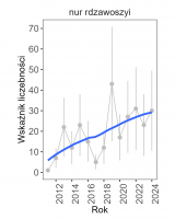 Wykres przedstawia linię trendu wskaźnika liczebności: silny wzrost, dla nura rdzawoszyjego. Na osi X podane są lata (2011-2024), a na osi Y - zakres wartości wskaźnika liczebności.