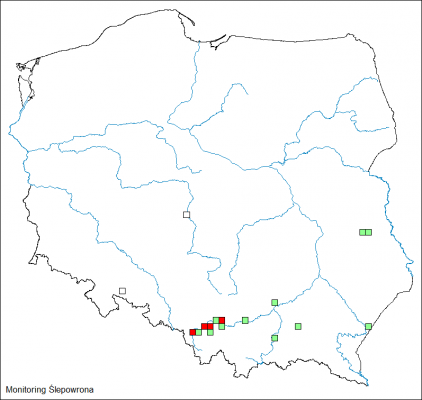 Największe kolonie stwierdzane były w dolinie górnej Wisły.