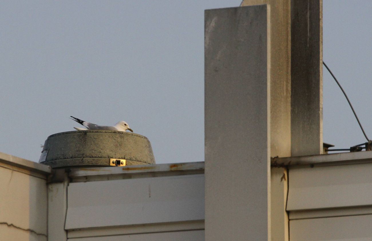 Wysiadująca mewa siwa na gnieździe znajdującym się na dachu budynku mieszkalnego w Warszawie
