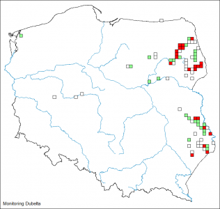 Najwięcej pow. z 5 i więcej samcami było w dolinie Biebrzy i w Dolinie Górnej Narwi. W centralnej i Zachodnie Polsce stwierdzano wyłącznie do 1-5 samców.