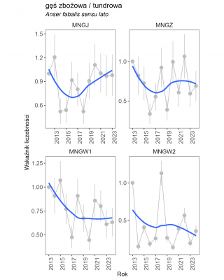 Obraz przedstawia linie wskaźnika liczebności gęsi zbożowej/tundrowej na 4 wykresach, których trend jest: nieoznaczony dla liczenia jesiennego, zimowego i 2. wiosennego oraz umiarkowanie spadkowy dla 1. liczenia wiosennego.