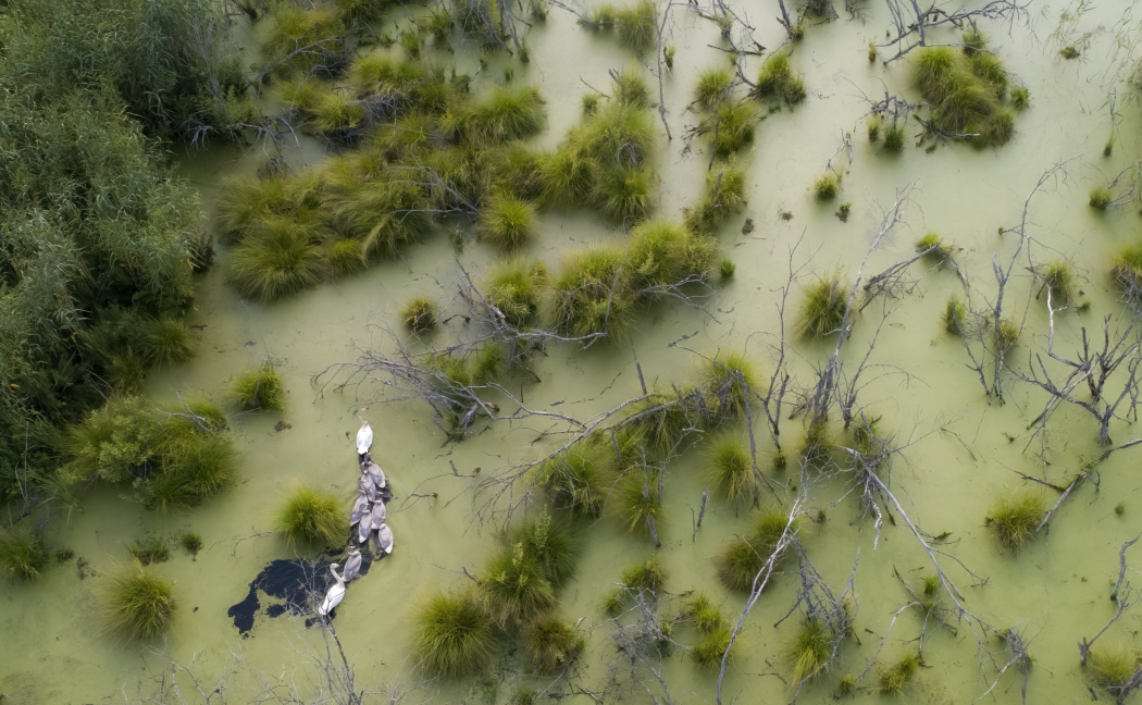Zdjęcie przedstawia widok z drona na płynącą rodzinę łabędzi krzykliwych w bagiennym siedlisku lęgowym.
