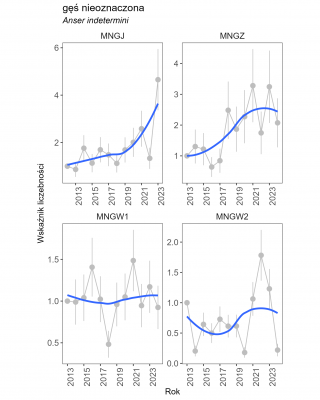 Obraz przedstawia linie wskaźnika liczebności nieoznaczonych gęsi na 4 wykresach, których trend jest: umiarkowanie rosnący dla liczenia jesiennego i 2. wiosennego, silnie rosnący dla zimowego oraz nieokreślony dla 1. wiosennego.