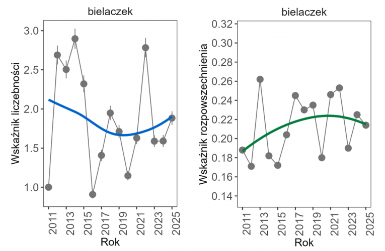Wykresy przedstawiające zmiany wskaźnika liczebności (po lewej) i wskaźnika rozpowszechnienia (po prawej) zimujących populacji bielaczka w Polsce w latach 2011–2025