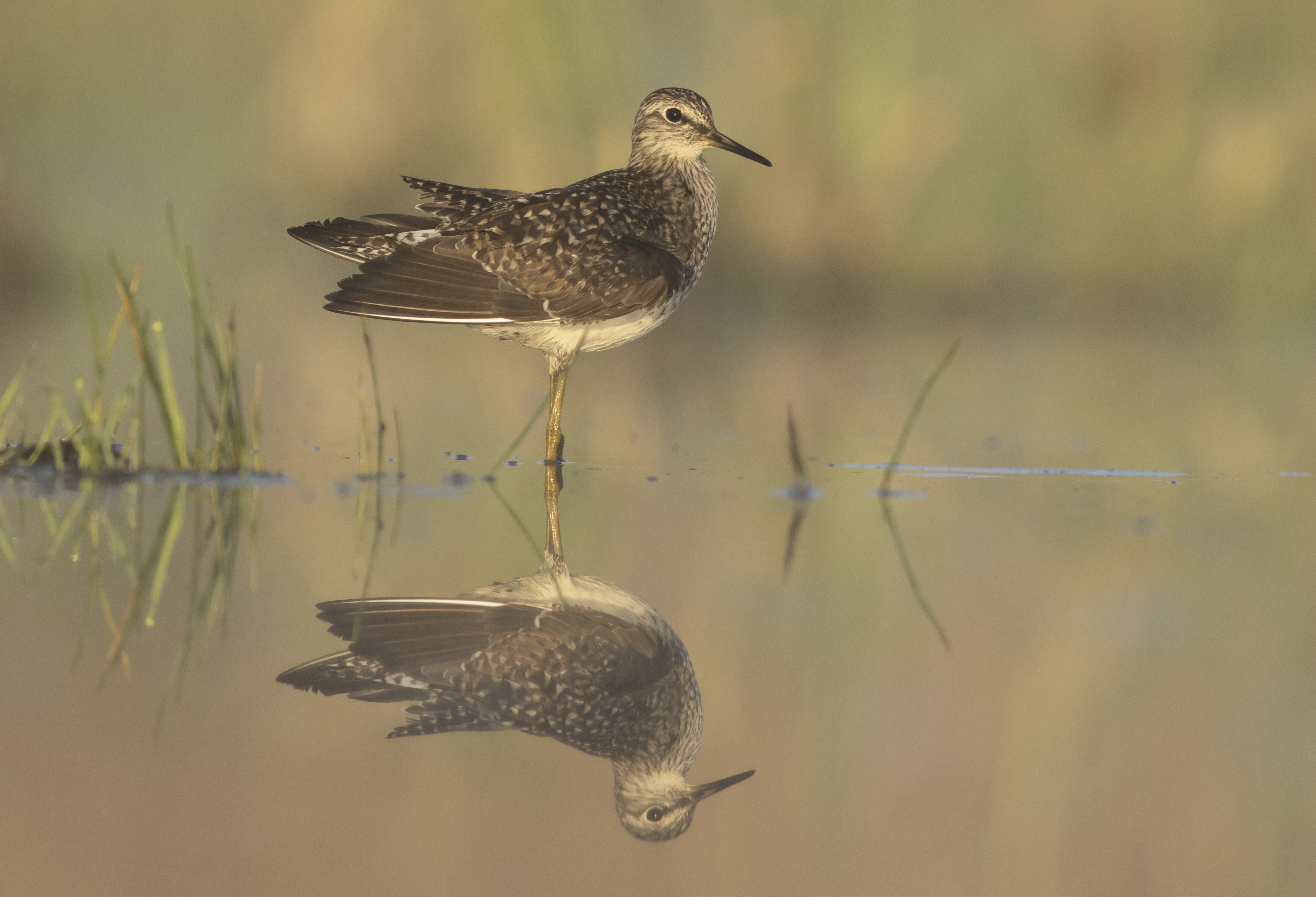 Łęczak w siedlisku wodno-błotnym