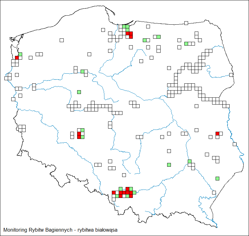 Mapa występowania rybitwy białoskrzydłej na powierzchniach MCH w roku 2025