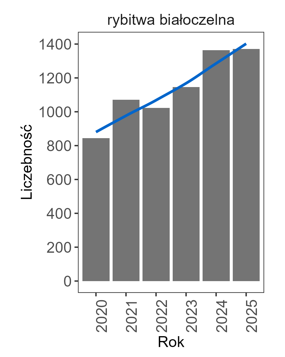Zmiany liczebności ostrygojada latach 2020–2025. Słupki i linia trendu wskazują na coraz wyższe wartości w każdym kolejnym sezonie.