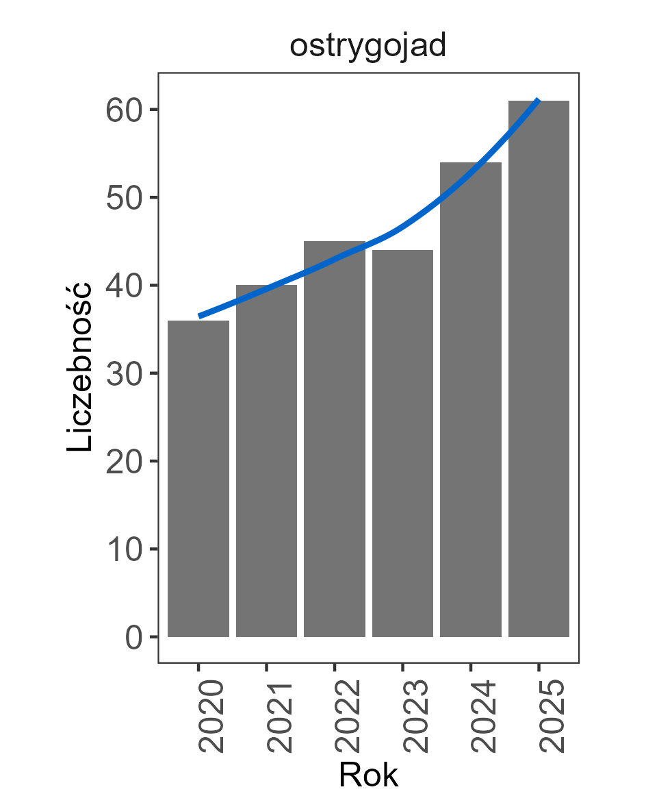 Zmiany liczebności ostrygojada latach 2020–2025. Słupki i linia trendu wskazują na coraz wyższe wartości w każdym kolejnym sezonie.