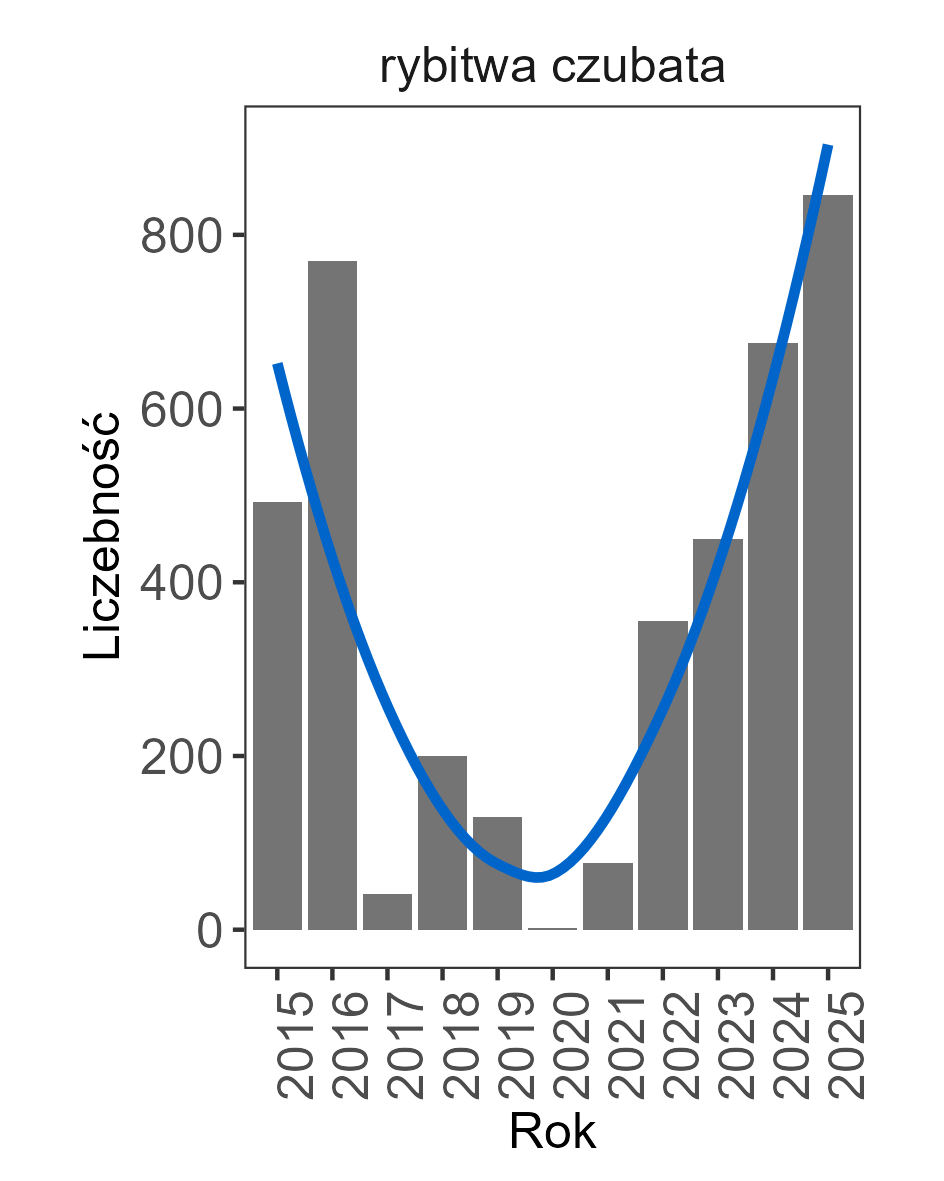 Liczba par rybitw czubatych gniazdujących w Polsce w latach 2015–2025. Linią zaznaczono trend dopasowany za pomocą funkcji loess W ostatnich latach widoczny jest trend wzrostowy.