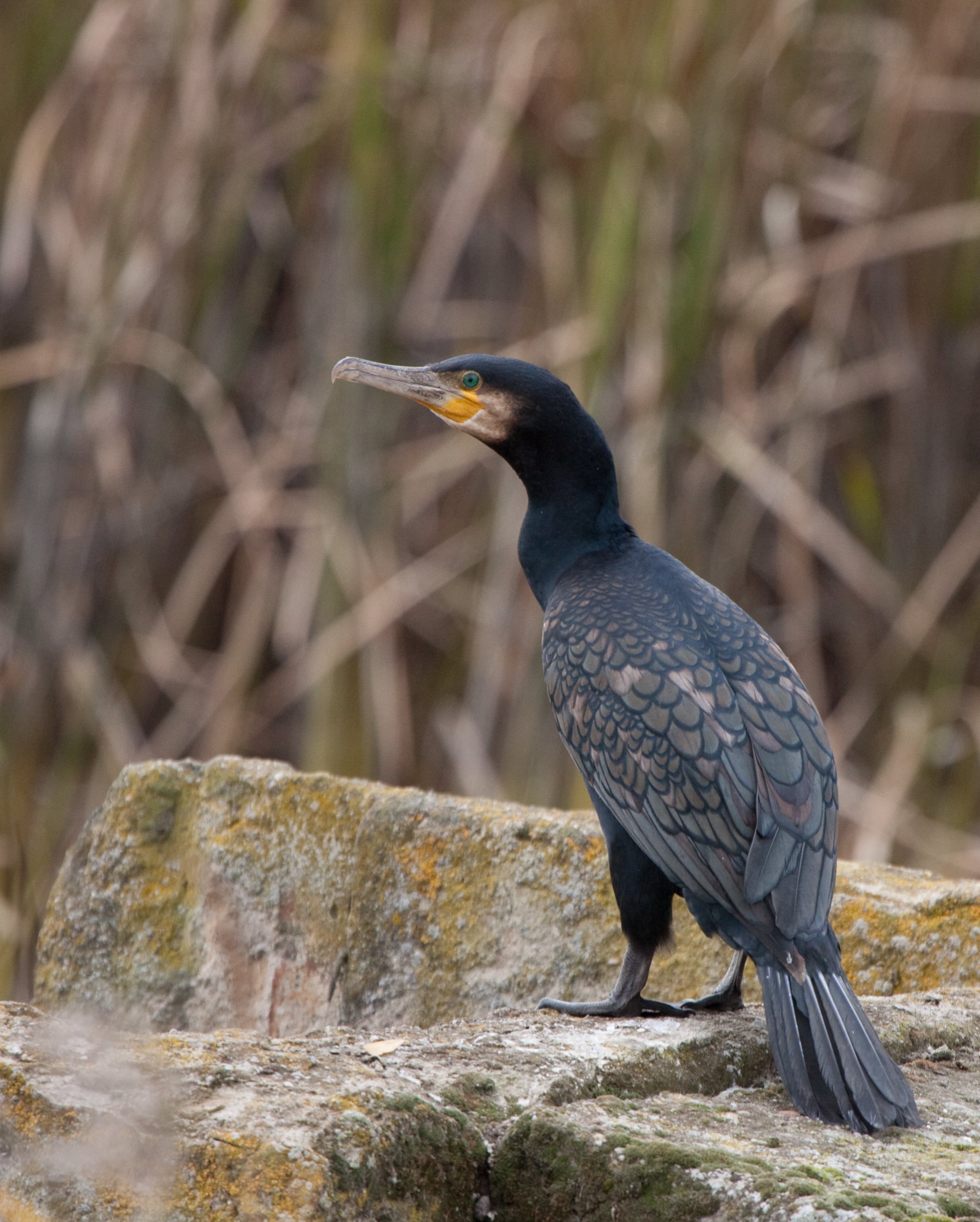 Kormoran. Fot. J. Ratajczak