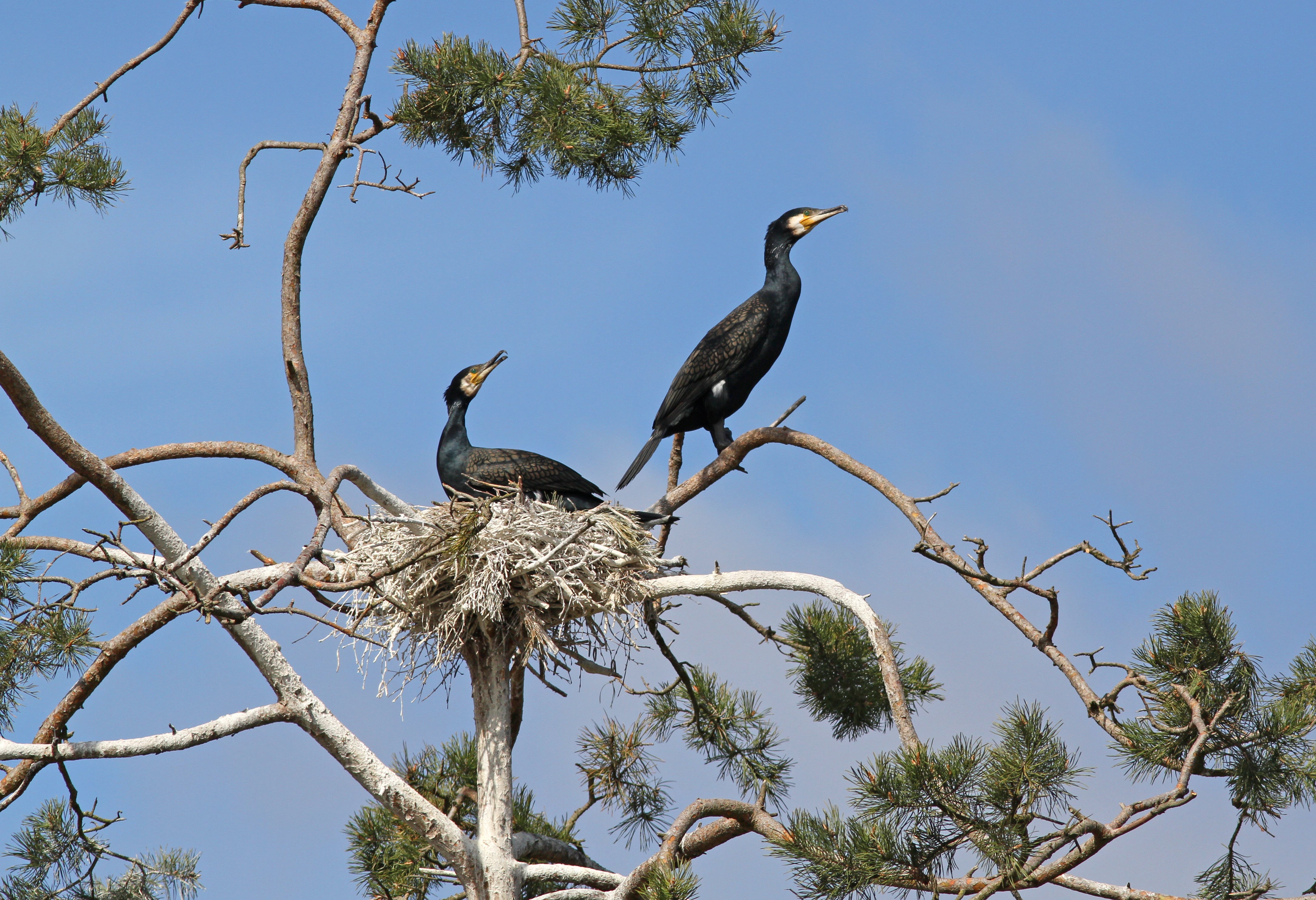 Kormoran. Fot. M. Kucharski